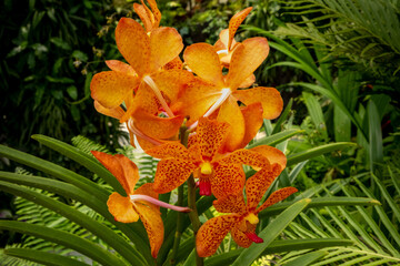 Vibrant blooming orchids at the Singapore Botanical Garden