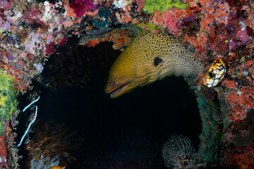 A yellow moray eel peeks out of coral reef