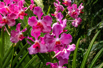 Obraz premium Vibrant blooming orchids at the Singapore Botanical Garden