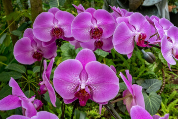 Naklejka na ściany i meble Vibrant blooming orchids at the Singapore Botanical Garden