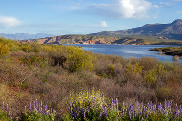 Super bloom and high water in spring 2023 along the scenic drive at Theodore Roosevelt Lake