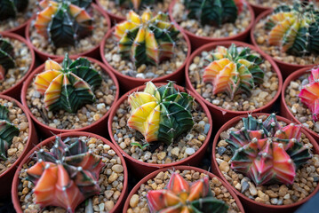 Fototapeta na wymiar Gymnocalycium cactus. Colorful popular succulent cactus, The stems are round shapes, and the sharp spines are in the nursery pot. The Ornamental plant for decorating in the garden or home decor.