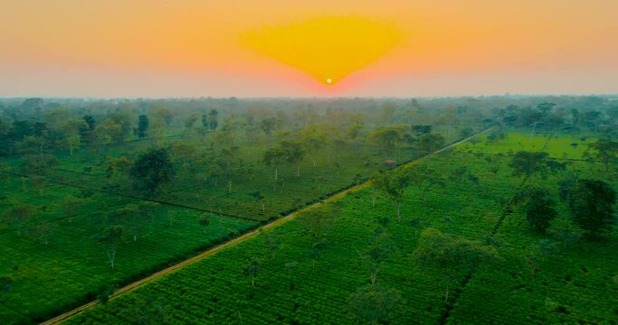 Drone captures the serene beauty of a tea garden at sunset in Terai plain of Jhapa, Nepal. The golden hour adds a touch of magic to the breathtaking landscape.