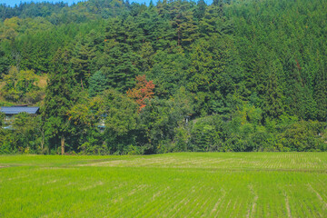 the fall season landscape of the Takayama countryside, Japan 31 Oct 2013