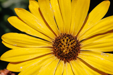 flowers in arboretum