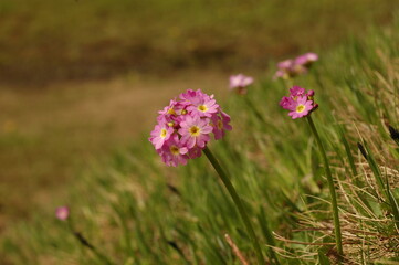 flowers in the field