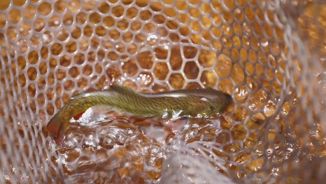 Speckled Brook Trout flip flops in fishing net in cold, clear water