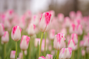 Pink and white tulips blooming near the capitol building in Madison Wisconsin
