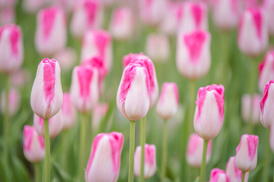 Pink and white tulips blooming near the capitol building in Madison Wisconsin © Marina