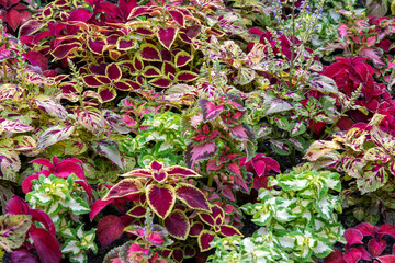 Beautiful flowers at Hyde Park, Sydney, Australia