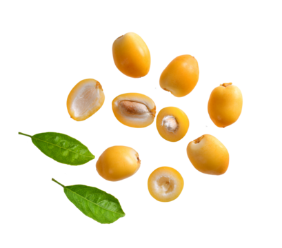 date palm fresh fruit on transparent png