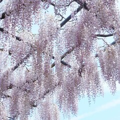 見上げる満開な藤の花の景色