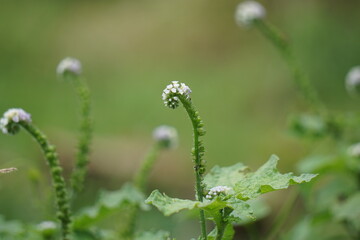 Heliotropium indicum with a natural background. Also called Sangketan, buntut tikus, Indian...