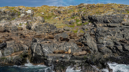 A colony of sea lions is located on a rocky island. The animals are resting on the rocks next to the water. Seabirds walk on the grass. Argentina. Beagle Channel. Ushuaia. Isla de los Lobos