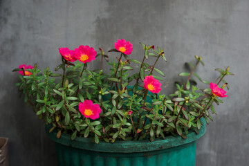 There are various types of flowers, there are Purslane Roses, Tulips, and others.