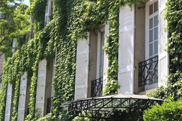 old house with ivy