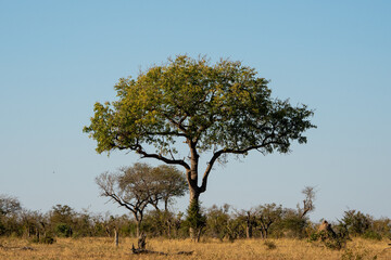 Obraz premium A large tree in the Savannah area of South Africa. 