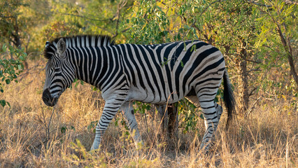 A zebra in the bush in Africa. 