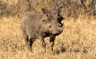 A large wart hog stands guard over its group in South Africa. 