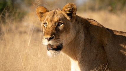 Close up of a wild lioness in Kruger National Park South Africa. 