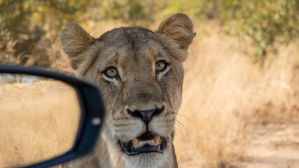 Female lion gets too close to a safari vehicle in Kruger National Park, South Africa. 