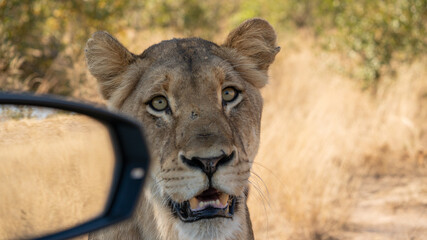 A lion next to a car on safari in South Africa, 