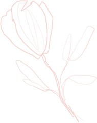 Tulip flower sketch, outline floral botanical illustration