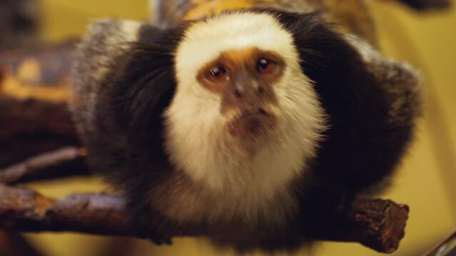 Close up of a Marmoset sitting on a branch and looking around