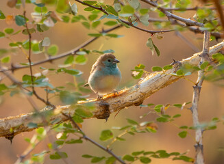 A small Blue Waxbill bird in South Africa perched in a tree. 