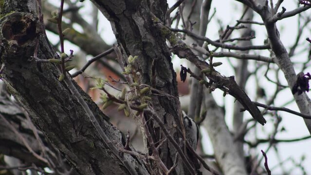 a woodpecker knocks on a flowering walnut tree, looking for food