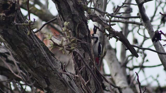 a woodpecker knocks on a walnut tree looking for food