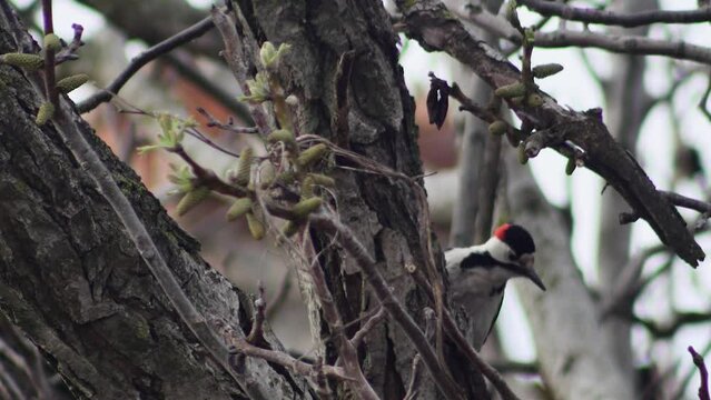 European woodpecker knocks on a flowering walnut tree, looking for food