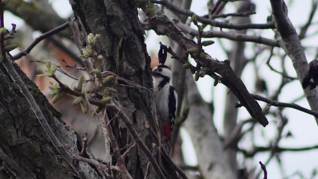 European woodpecker knocks on a spring walnut tree, looking for food