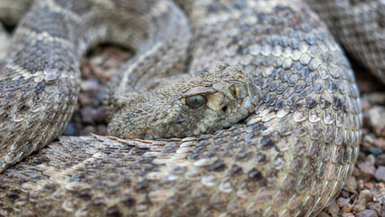 a diamond back rattle snake coiled and ready to strike in close up. 