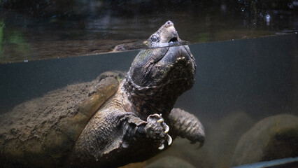 Large alligator snapping turtle is submersed in water in a close up. 