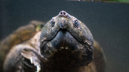 Large alligator snapping turtle is submersed in water in a close up. 