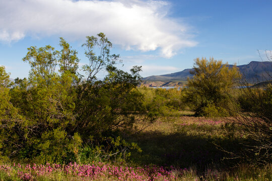 Super bloom wildflowers in spring 2023 near Theodore Roosevelt Lake in Tonto National Forest in Arizona