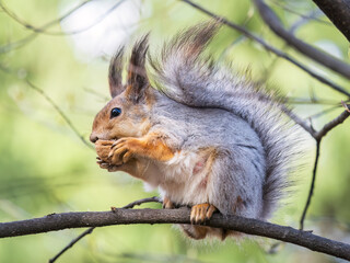 The squirrel with nut sits on a branches in the spring or summer.