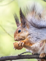 The squirrel with nut sits on a branches in the spring or summer.