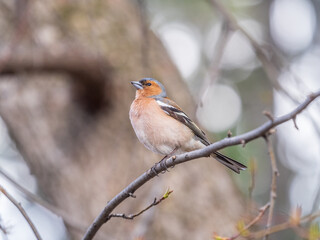 Obraz premium Common chaffinch, Fringilla coelebs, sits on a tree. Common chaffinch in wildlife.