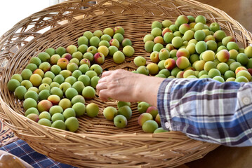 笊に収穫した梅の実