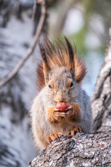 Obraz premium The squirrel with nut sits on a branches in the spring or summer.