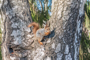 The squirrel with nut sits on a branches in the spring or summer.