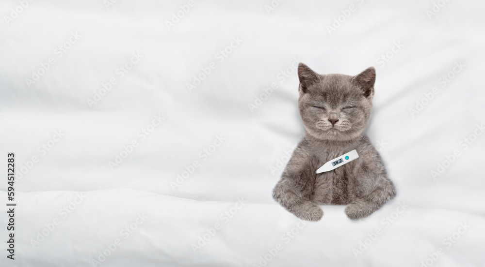 Poster Cozy kitten sleeps with thermometer under blanket on a bed at home. Top down view. Empty space for text