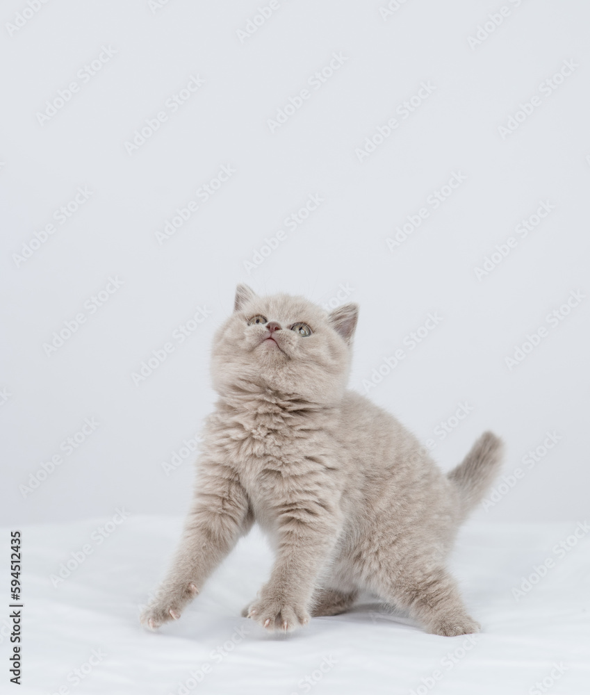 Poster playful kitten sits looks away and up on empty space. isolated on white background