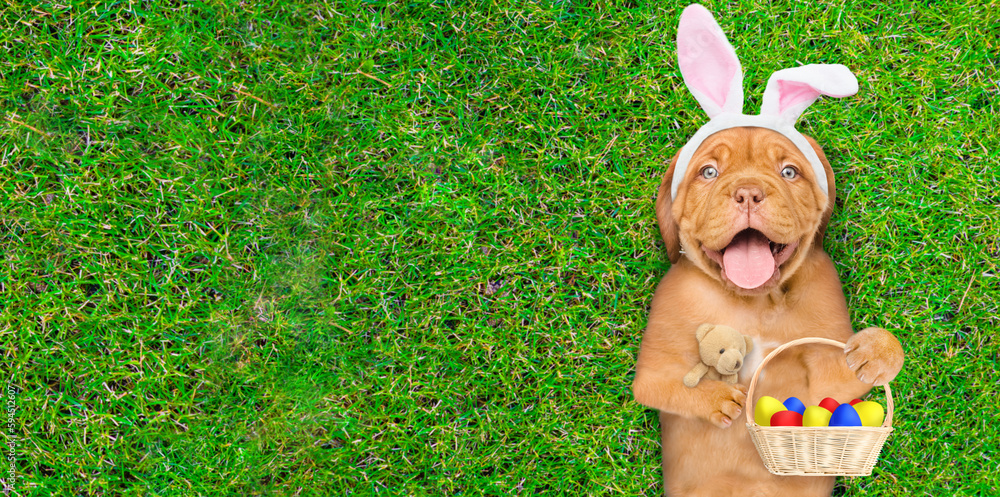 Poster happy mastiff puppy wearing easter rabbits ears holds basket of colorful easter eggs and lies on its