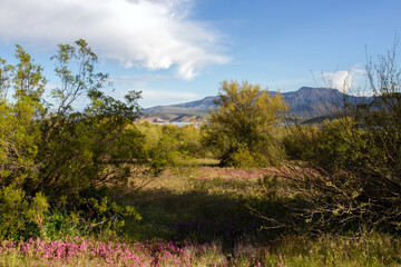 Super bloom purple wildflowers in spring 2023 near Theodore Roosevelt Lake in Tonto National Forest in Arizona