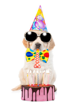 Golden retriever puppy wearing party cap and sunglasses sits with birthday cake and blows in party horn. isolated on white background