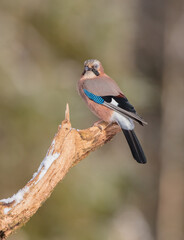 Eurasian Jay - in early spring  at the wet forest