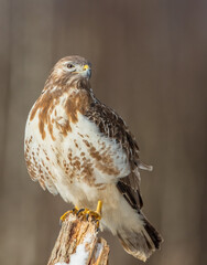 Common Buzzard in early spring at a wet forest